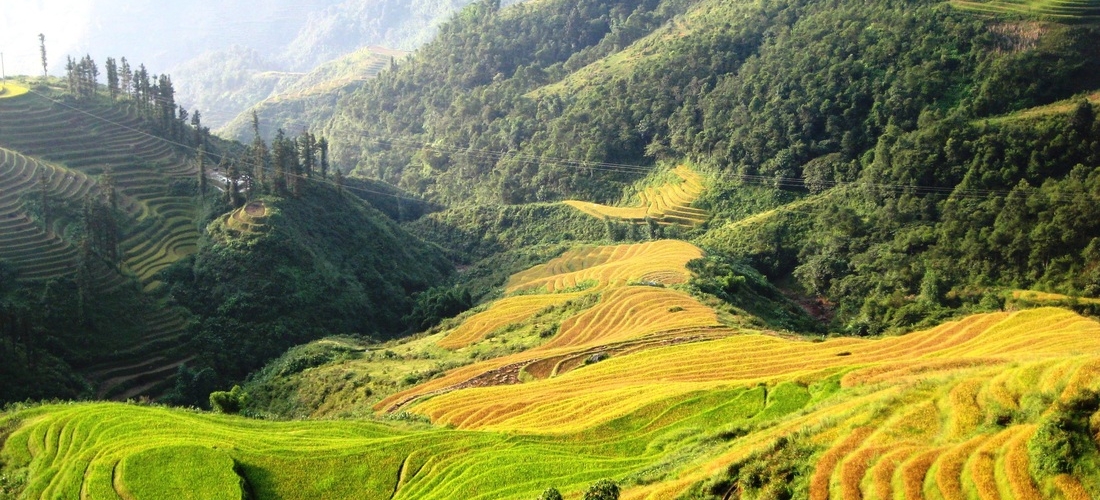 Y LINH HO, LAO CHAI & TA VAN VILLAGES (FROM SAPA – HALF DAY TOUR)