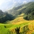 Y LINH HO, LAO CHAI & TA VAN VILLAGES (FROM SAPA – HALF DAY TOUR)